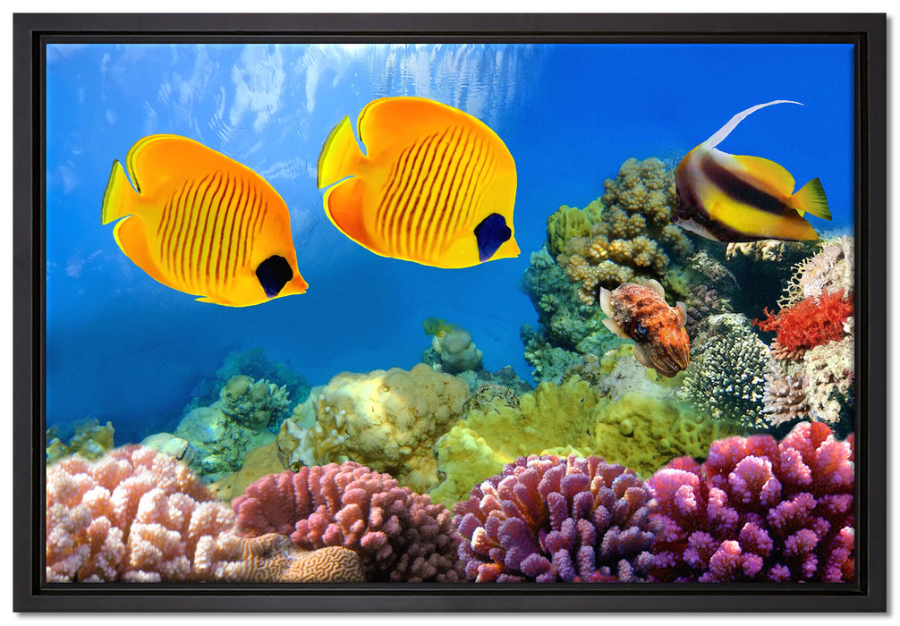 Fische Korallenriff auf Leinwandbild gerahmt Größe 60x40