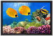 Fische Korallenriff auf Leinwandbild gerahmt Größe 60x40
