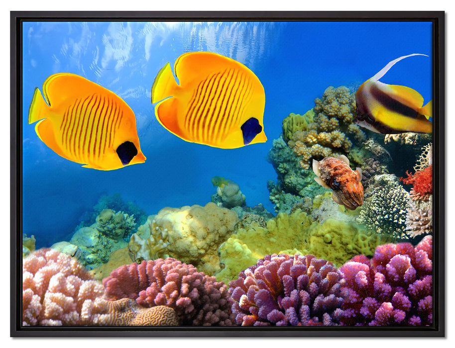 Fische Korallenriff auf Leinwandbild gerahmt Größe 80x60
