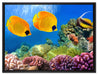 Fische Korallenriff auf Leinwandbild gerahmt Größe 80x60