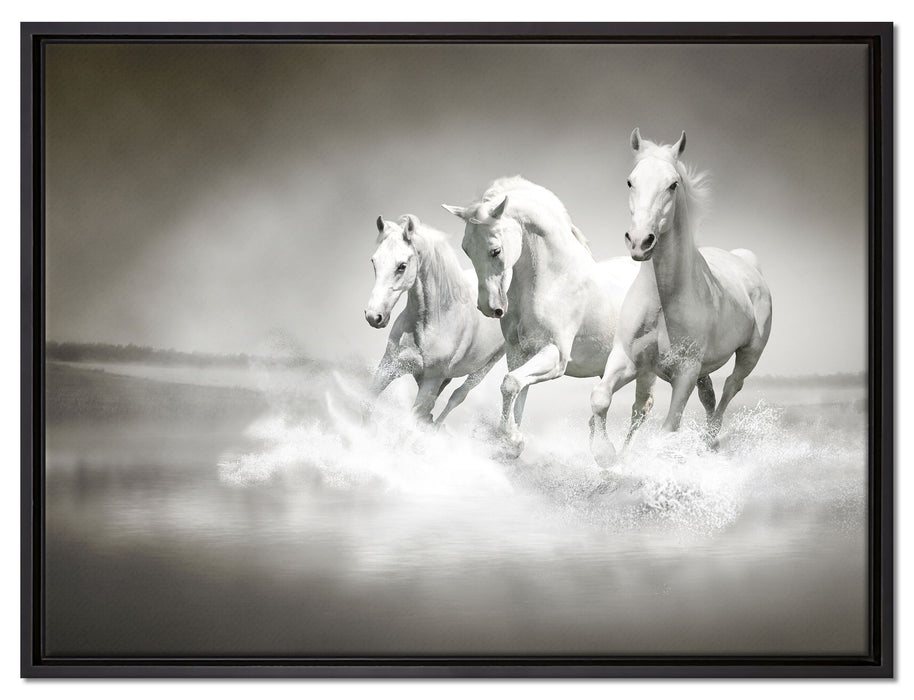 Pferde rennen im Wasser auf Leinwandbild gerahmt Größe 80x60