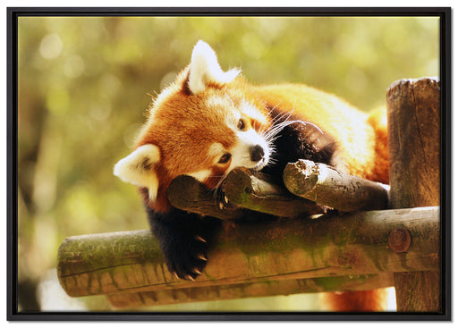 Kleiner Panda träumt auf Leinwandbild gerahmt Größe 100x70