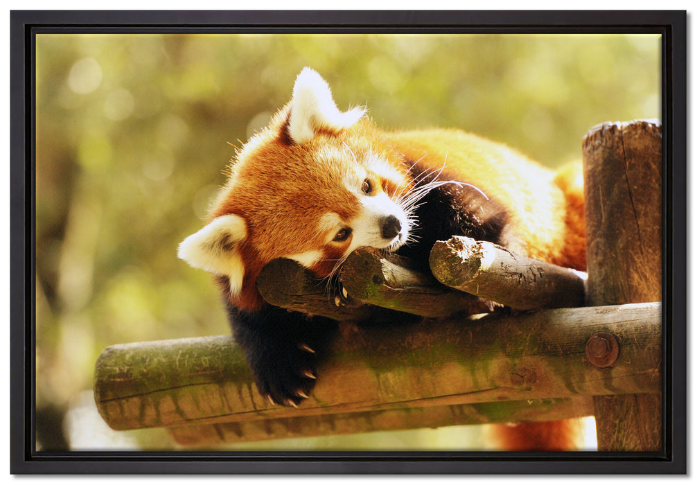 Kleiner Panda träumt auf Leinwandbild gerahmt Größe 60x40