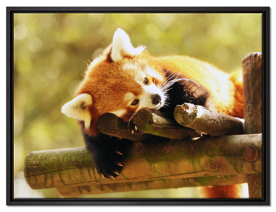 Kleiner Panda träumt auf Leinwandbild gerahmt Größe 80x60