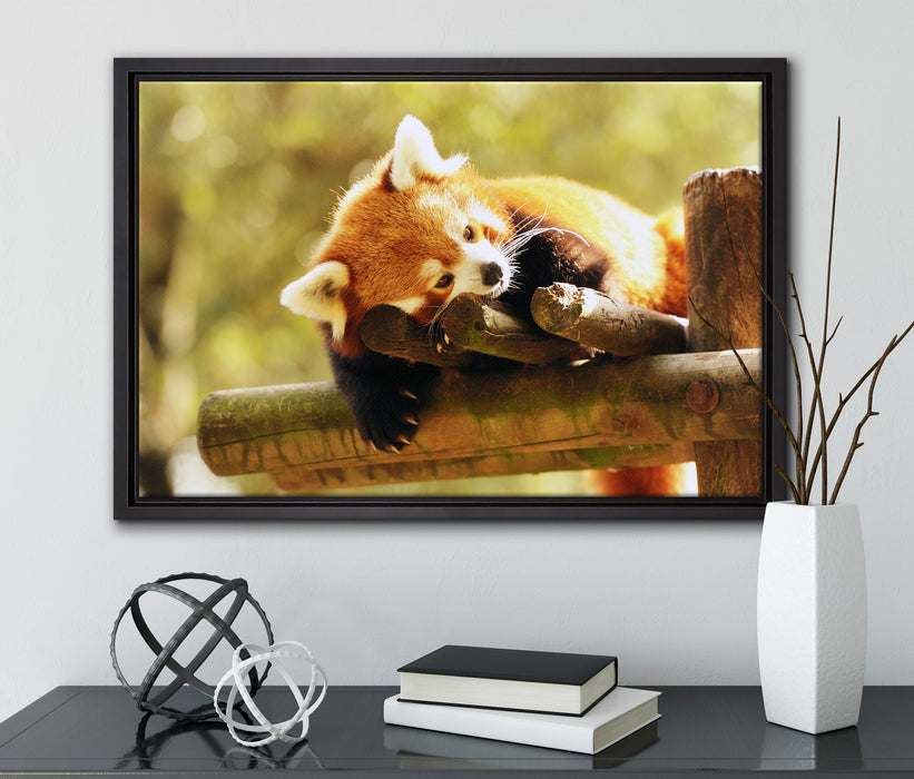 Kleiner Panda träumt auf Leinwandbild gerahmt mit Kirschblüten