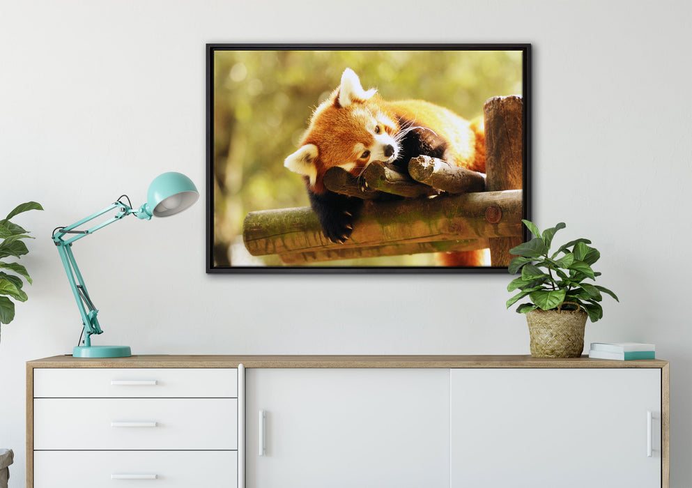 Kleiner Panda träumt auf Leinwandbild gerahmt verschiedene Größen im Wohnzimmer