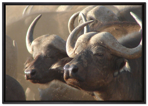 Zwei gemütliche Wasserbüffel auf Leinwandbild gerahmt Größe 100x70