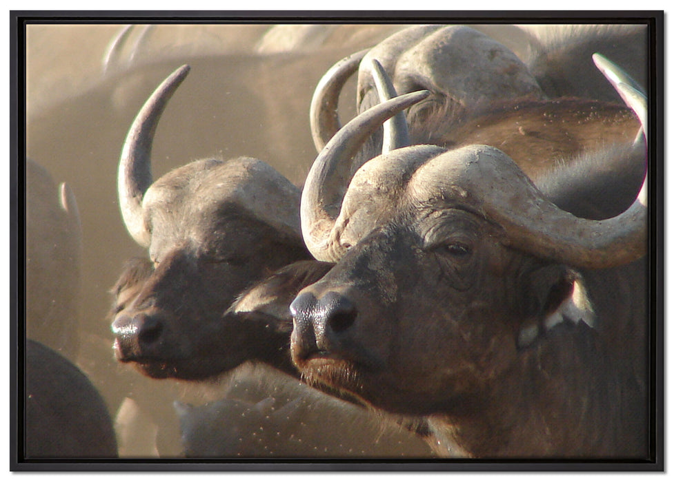 Zwei gemütliche Wasserbüffel auf Leinwandbild gerahmt Größe 100x70