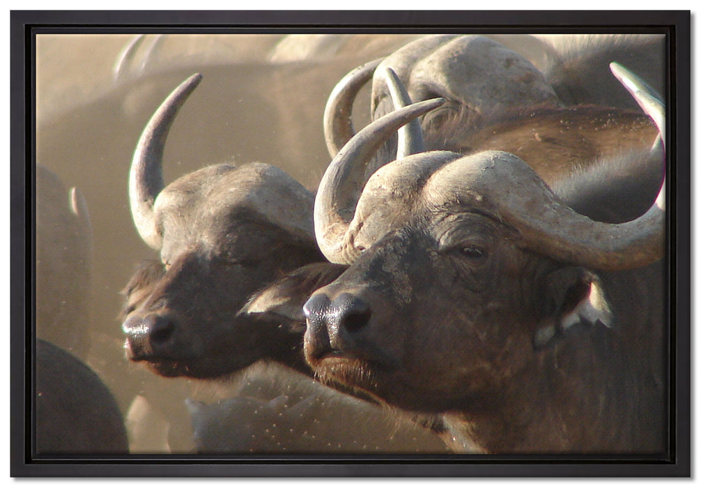 Zwei gemütliche Wasserbüffel auf Leinwandbild gerahmt Größe 60x40