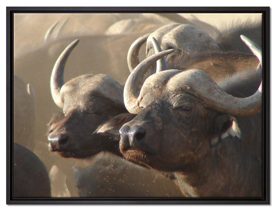 Zwei gemütliche Wasserbüffel auf Leinwandbild gerahmt Größe 80x60