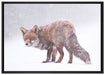 Roter Fuchs im Schneegestöber auf Leinwandbild gerahmt Größe 100x70