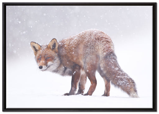 Roter Fuchs im Schneegestöber auf Leinwandbild gerahmt Größe 100x70