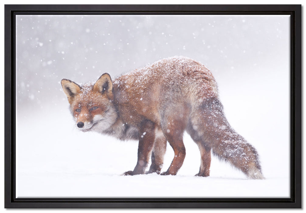 Roter Fuchs im Schneegestöber auf Leinwandbild gerahmt Größe 60x40