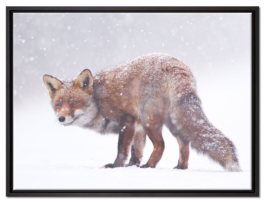 Roter Fuchs im Schneegestöber auf Leinwandbild gerahmt Größe 80x60