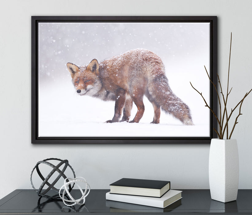 Roter Fuchs im Schneegestöber auf Leinwandbild gerahmt mit Kirschblüten