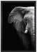 Elefant Porträt auf Leinwandbild gerahmt Größe 60x40