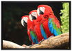 Papageien auf Ast auf Leinwandbild gerahmt Größe 100x70