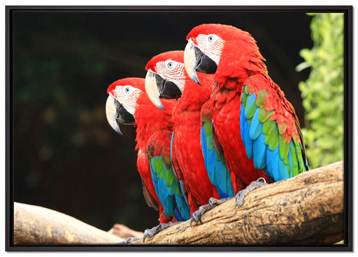 Papageien auf Ast auf Leinwandbild gerahmt Größe 100x70