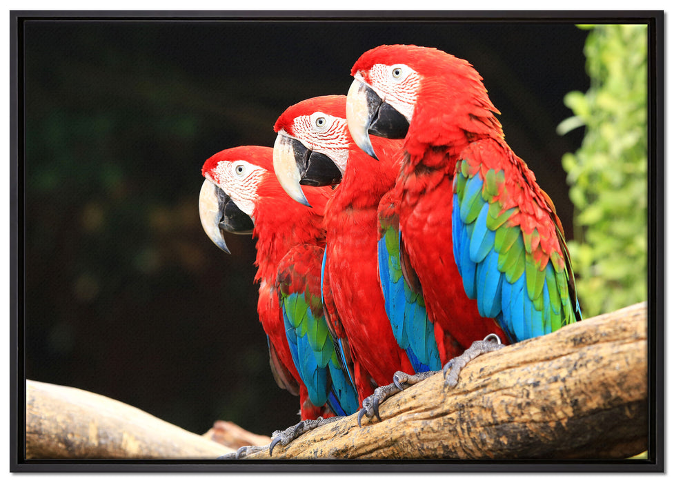 Papageien auf Ast auf Leinwandbild gerahmt Größe 100x70