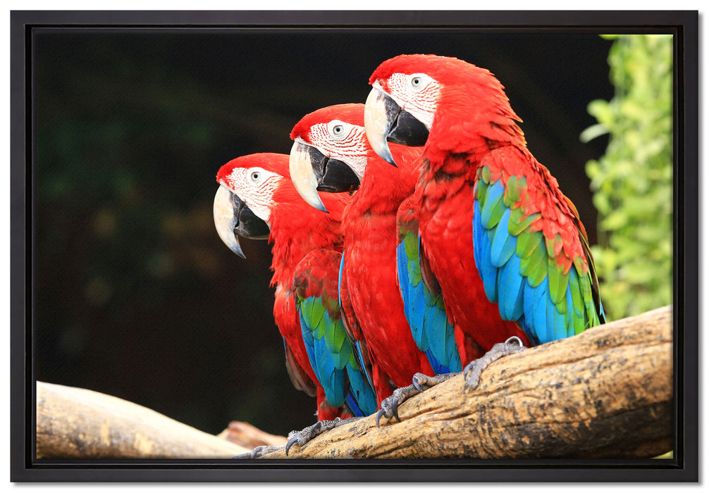 Papageien auf Ast auf Leinwandbild gerahmt Größe 60x40