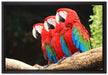 Papageien auf Ast auf Leinwandbild gerahmt Größe 60x40
