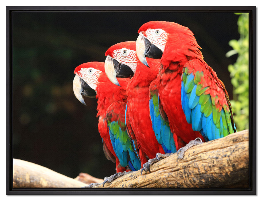 Papageien auf Ast auf Leinwandbild gerahmt Größe 80x60