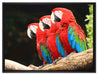 Papageien auf Ast auf Leinwandbild gerahmt Größe 80x60