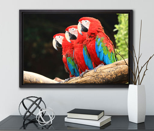 Papageien auf Ast auf Leinwandbild gerahmt mit Kirschblüten
