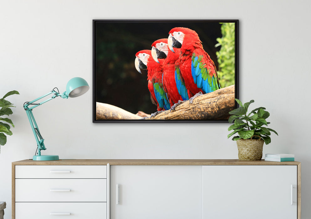 Papageien auf Ast auf Leinwandbild gerahmt verschiedene Größen im Wohnzimmer