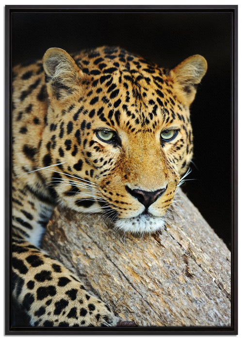 Ruhiger Leopard auf Leinwandbild gerahmt Größe 100x70
