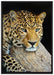 Ruhiger Leopard auf Leinwandbild gerahmt Größe 100x70