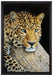 Ruhiger Leopard auf Leinwandbild gerahmt Größe 60x40