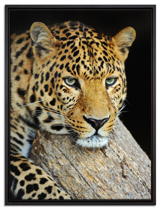 Ruhiger Leopard auf Leinwandbild gerahmt Größe 80x60