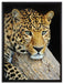 Ruhiger Leopard auf Leinwandbild gerahmt Größe 80x60