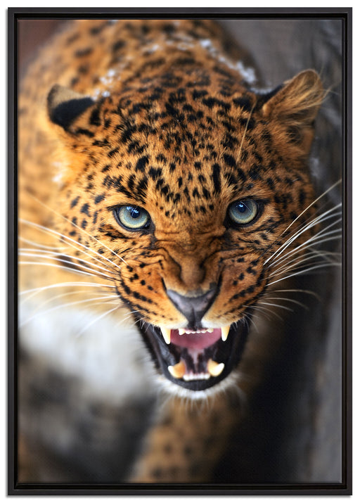 Fauchender Leopard auf Leinwandbild gerahmt Größe 100x70
