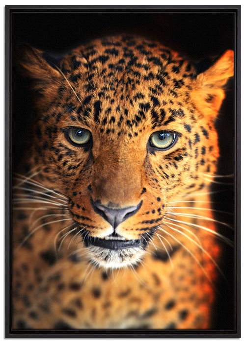 Stolzer Leopard auf Leinwandbild gerahmt Größe 100x70