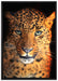 Stolzer Leopard auf Leinwandbild gerahmt Größe 100x70