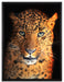 Stolzer Leopard auf Leinwandbild gerahmt Größe 80x60