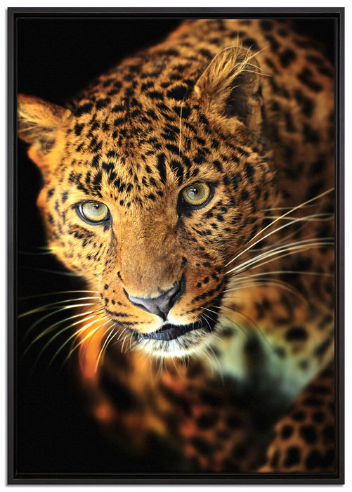 Anmutiger Leopard auf Leinwandbild gerahmt Größe 100x70