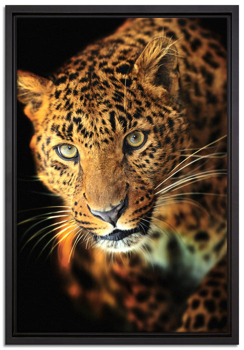 Anmutiger Leopard auf Leinwandbild gerahmt Größe 60x40