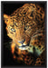 Anmutiger Leopard auf Leinwandbild gerahmt Größe 60x40