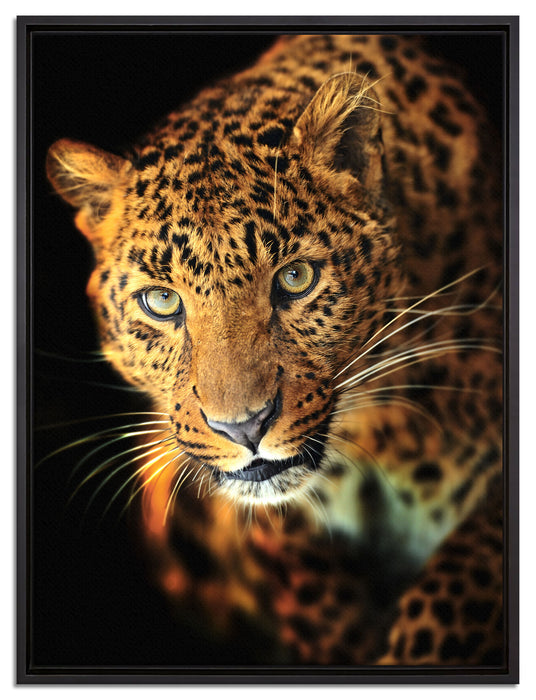 Anmutiger Leopard auf Leinwandbild gerahmt Größe 80x60