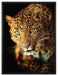 Anmutiger Leopard auf Leinwandbild gerahmt Größe 80x60