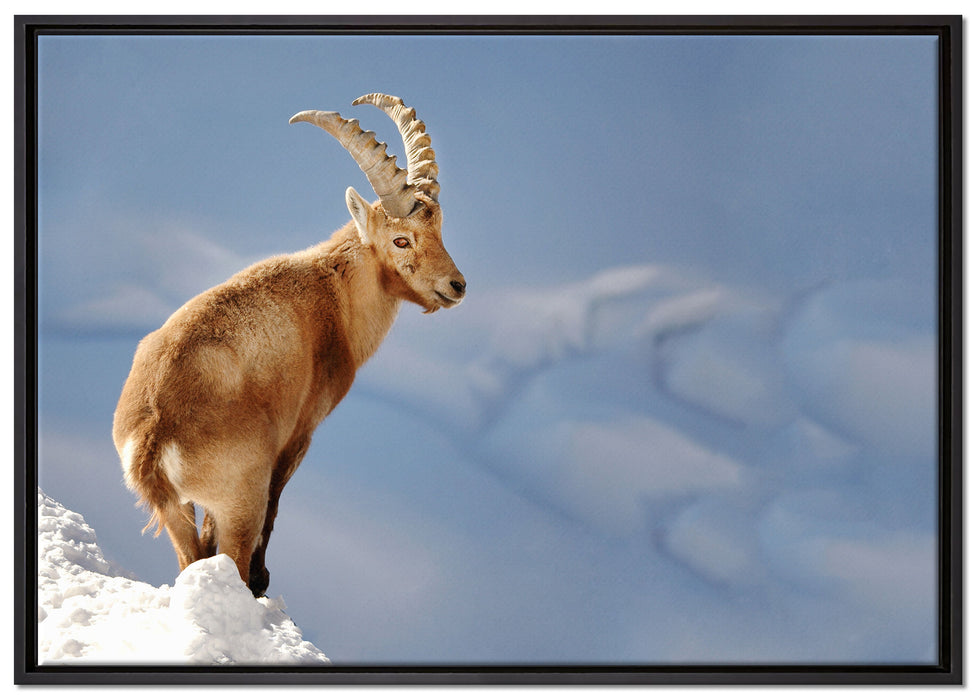 Steinbock im Schnee auf Leinwandbild gerahmt Größe 100x70