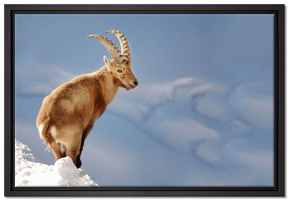 Steinbock im Schnee auf Leinwandbild gerahmt Größe 60x40