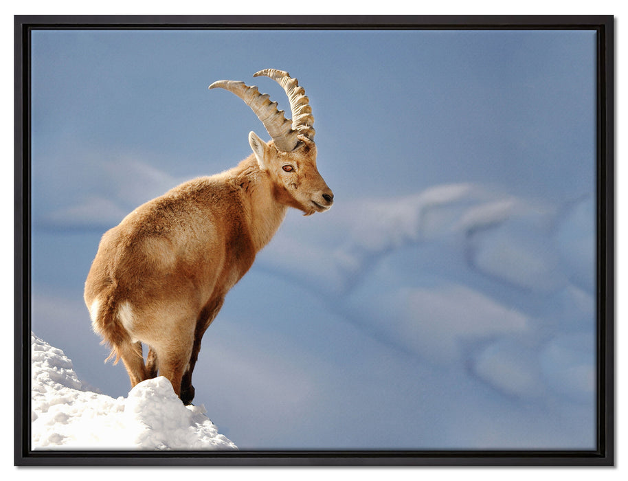 Steinbock im Schnee auf Leinwandbild gerahmt Größe 80x60