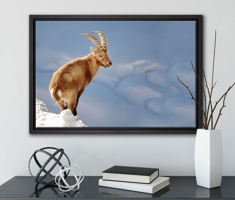 Steinbock im Schnee auf Leinwandbild gerahmt mit Kirschblüten