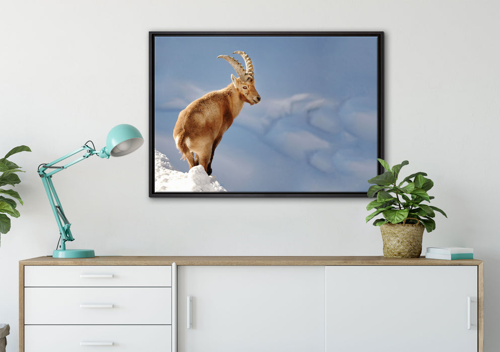 Steinbock im Schnee auf Leinwandbild gerahmt verschiedene Größen im Wohnzimmer