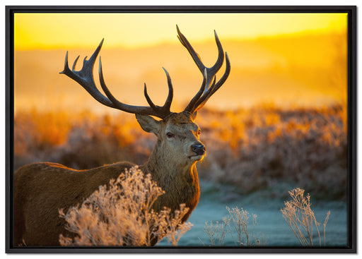 Stolzer Hirsch auf Wiese auf Leinwandbild gerahmt Größe 100x70