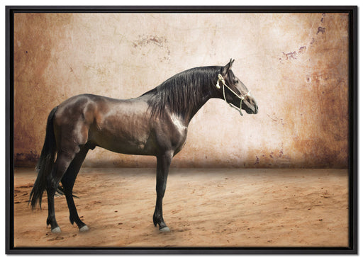 Brauner Hengst auf Leinwandbild gerahmt Größe 100x70